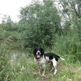 Foto van thebarkingstars