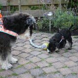 Foto van Silla en Bo & Yunah