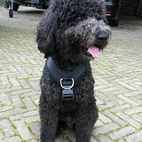 Foto van sylvia