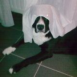 sppookie