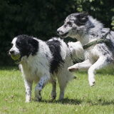 Foto van Angelique; Bruno, Charlie & Fenna