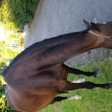 Foto van Hannah & Bink† en Beertje