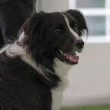 Foto van Mickey