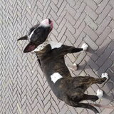 Foto van Hannah & Bink† en Beertje