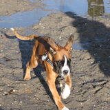 Flying boxer!!
