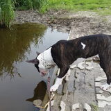 Foto van Hannah & Bink† en Beertje