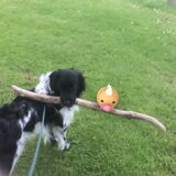 Foto van Doortje & Tibbe