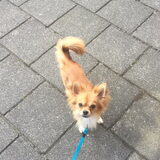 Foto van Lisa; Bobbie, Bentley & Lilly