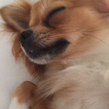 Foto van Lisa; Bobbie, Bentley & Lilly