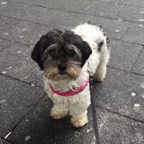Foto van Lisa; Bobbie, Bentley & Lilly
