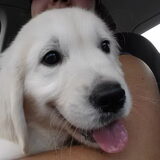 In de auto