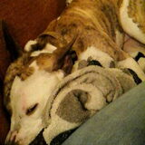 Foto van Huize Onyx  (Amber ( Rip ) Boomer ( Rip)