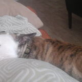 Foto van Huize Onyx  (Amber ( Rip ) Boomer ( Rip)