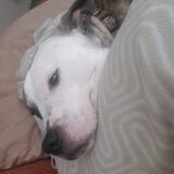 Foto van Huize Onyx  (Amber ( Rip ) Boomer ( Rip)