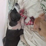 SERA met pup