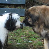 Grote vriend Ties