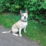 Foto van Huize Onyx  (Amber ( Rip ) Boomer ( Rip)