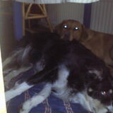 Beau en kaily! uniek dit, kaily laat amper honden naast zich liggen…
