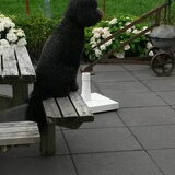 Foto van sylvia