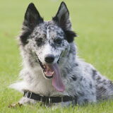 Foto van Angelique; Bruno, Charlie & Fenna