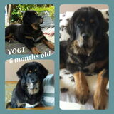 YOGI
