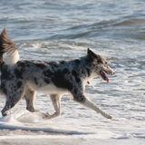 Foto van Angelique; Bruno, Charlie & Fenna