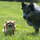 Foto van Angelique; Bruno, Charlie & Fenna
