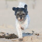 Foto van Angelique; Bruno, Charlie & Fenna