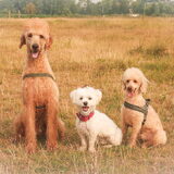 Foto van Inge, baasje van Gina, Flynn en Wobbe