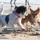 Foto van Lisa; Bobbie, Bentley & Lilly