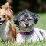 Foto van Lisa; Bobbie, Bentley & Lilly