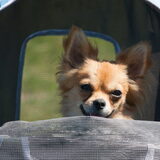 Foto van Lisa; Bobbie, Bentley & Lilly