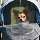 Foto van Lisa; Bobbie, Bentley & Lilly