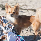 Foto van Lisa; Bobbie, Bentley & Lilly