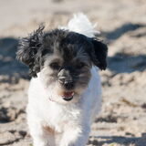 Foto van Lisa; Bobbie, Bentley & Lilly