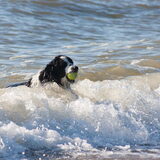 Foto van Lisa; Bobbie, Bentley & Lilly