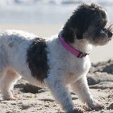 Foto van Lisa; Bobbie, Bentley & Lilly