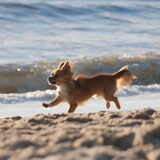 Foto van Lisa; Bobbie, Bentley & Lilly