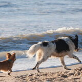 Foto van Lisa; Bobbie, Bentley & Lilly