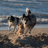Foto van Lisa; Bobbie, Bentley & Lilly