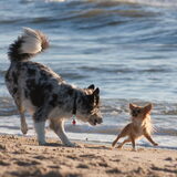 Foto van Lisa; Bobbie, Bentley & Lilly