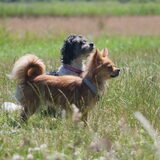 Foto van Lisa; Bobbie, Bentley & Lilly
