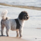 Foto van Lisa; Bobbie, Bentley & Lilly