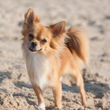 Foto van Lisa; Bobbie, Bentley & Lilly