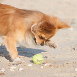 Foto van Lisa; Bobbie, Bentley & Lilly