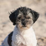Foto van Lisa; Bobbie, Bentley & Lilly