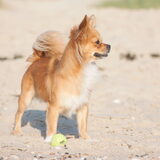 Foto van Lisa; Bobbie, Bentley & Lilly