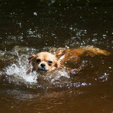 Foto van Lisa; Bobbie, Bentley & Lilly