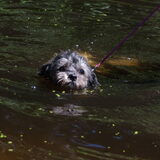 Foto van Lisa; Bobbie, Bentley & Lilly