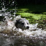 Foto van Lisa; Bobbie, Bentley & Lilly